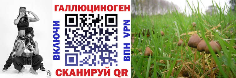 МЕГА ТОР  Венёв  Псилоцибиновые грибы Psilocybine cubensis 